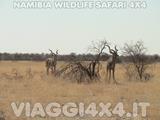 VIAGGI 4X4 IN NAMIBIA